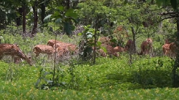 Sagareshwar Deer Sanctuary