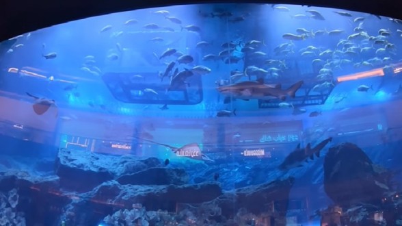 Dubai Aquarium & Underwater Zoo