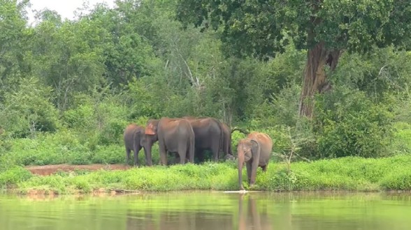 Udawalawe National Park