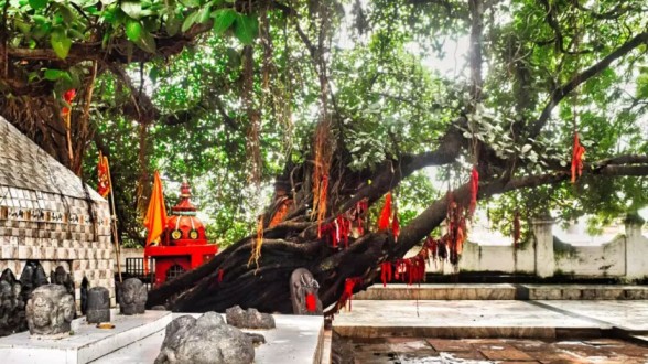 AkshayVat Tree Prayajraj